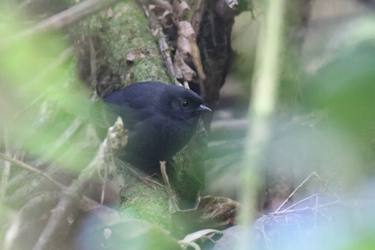 Utcubamba Tapaculo - ML473921061