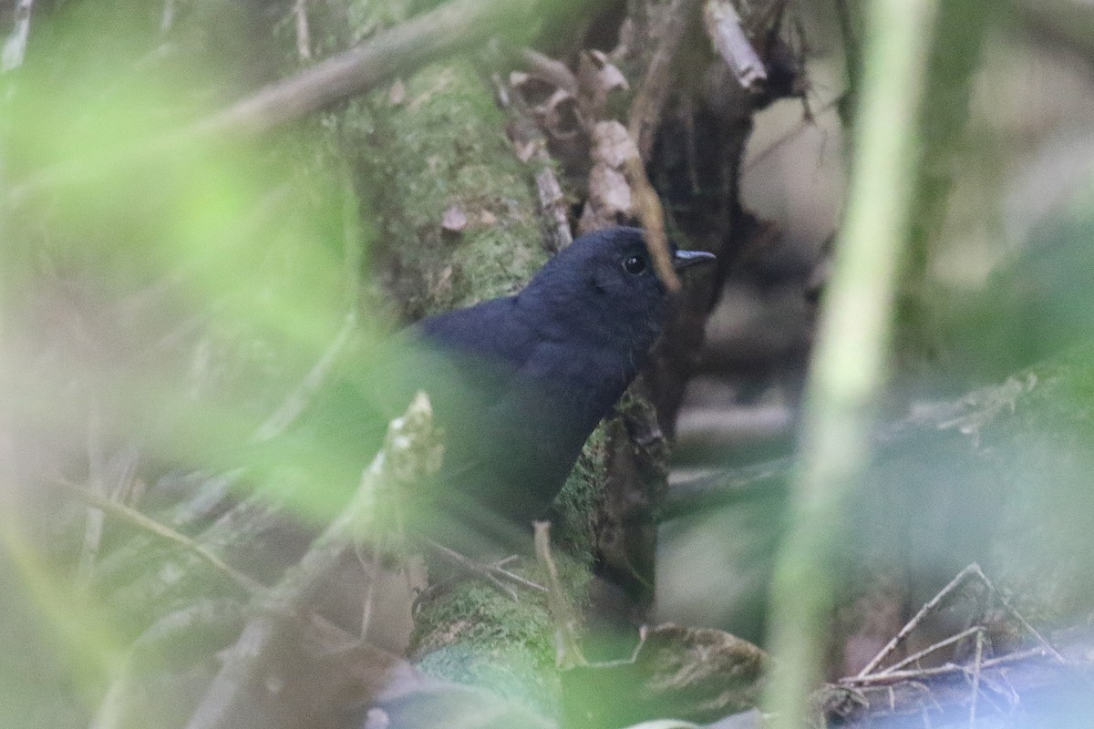 Utcubamba Tapaculo - ML473921071