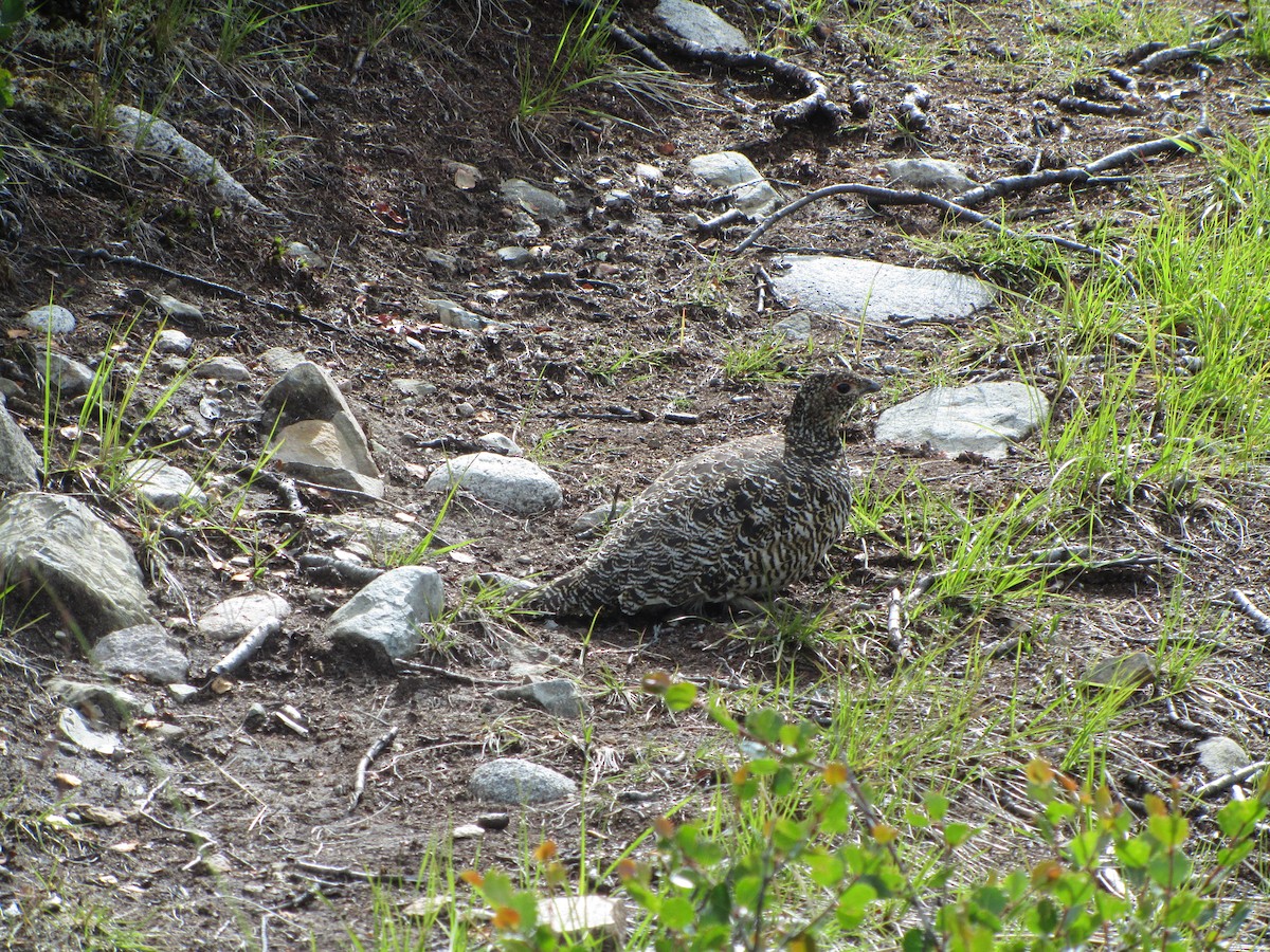 Rock Ptarmigan - ML473921081
