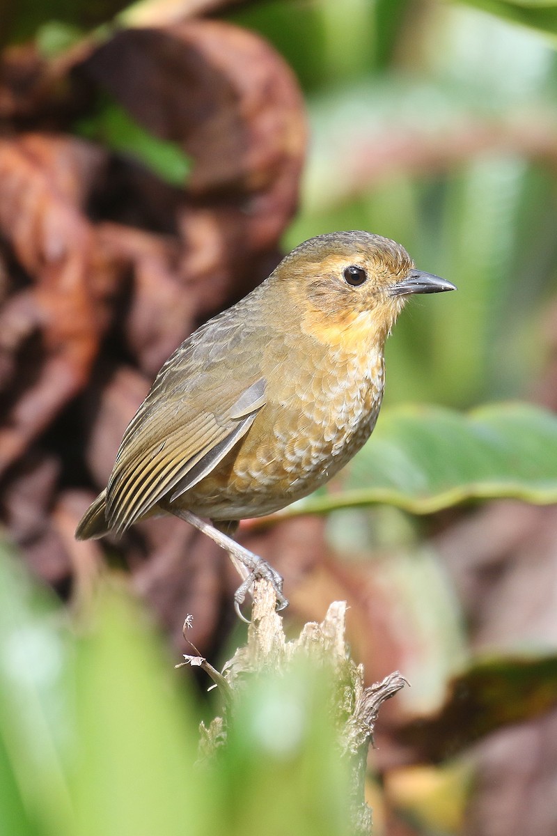 Atuen Antpitta - ML473921691