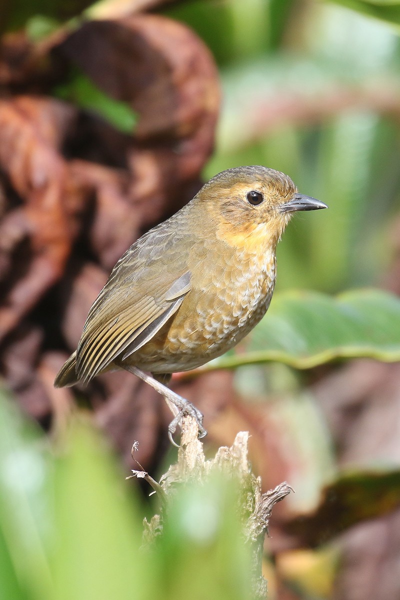 Atuen Antpitta - Fabrice Schmitt