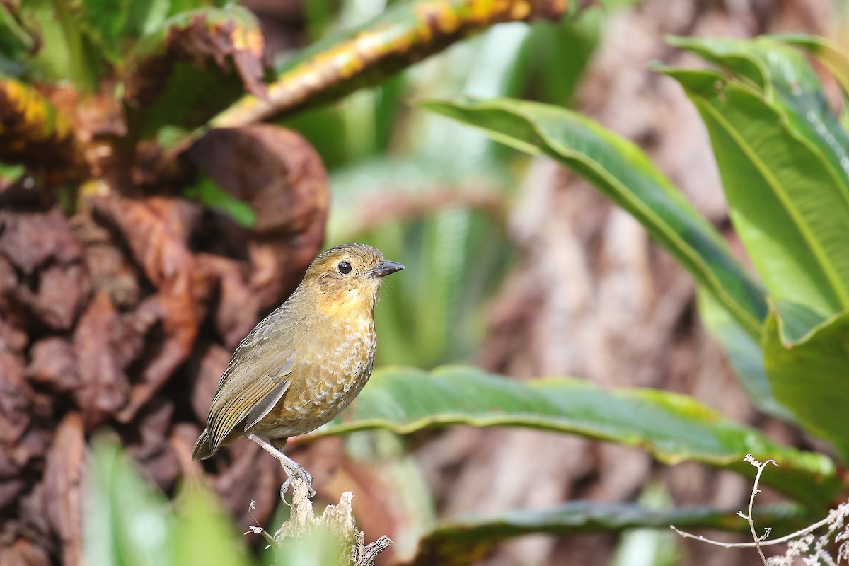 Atuen Antpitta - Fabrice Schmitt