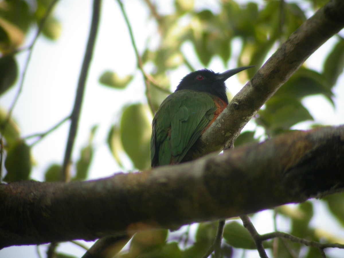 Black-headed Bee-eater - ML47392231