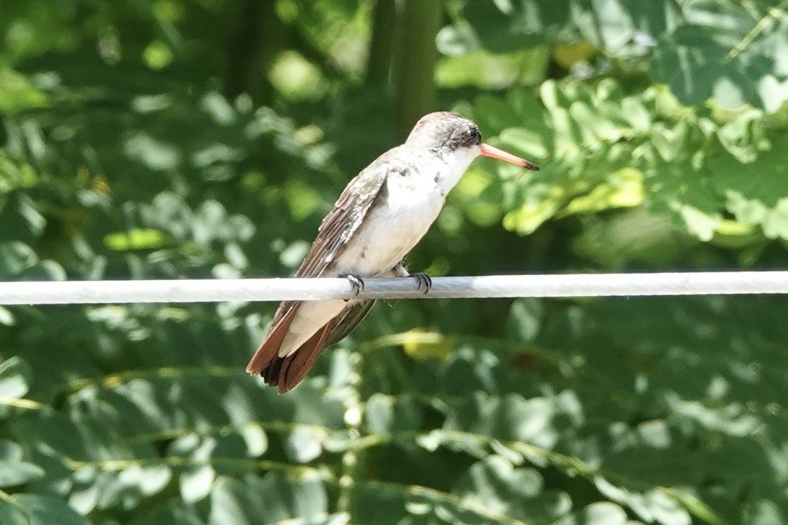 Violet-crowned Hummingbird - ML473923501