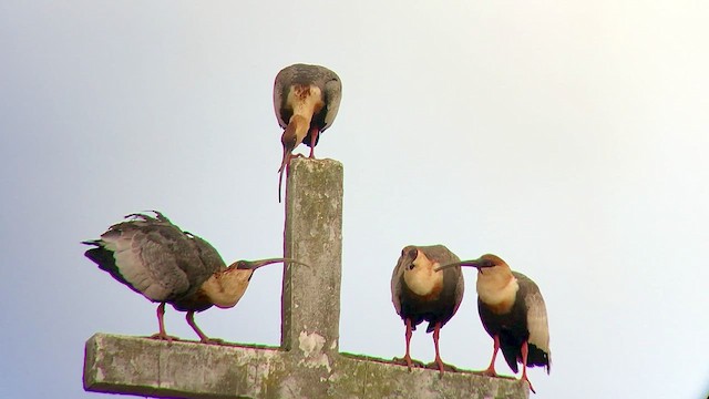 Buff-necked Ibis - ML473923561