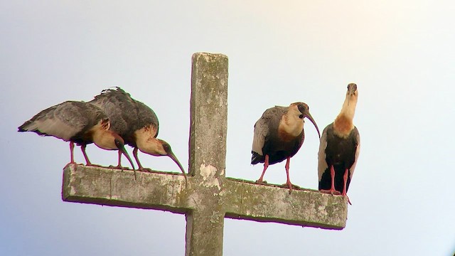 Buff-necked Ibis - ML473923571