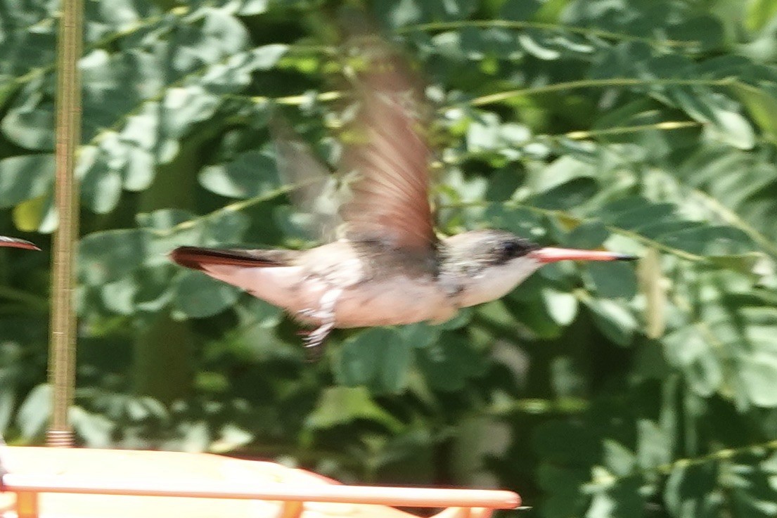 kolibřík fialovokorunkatý - ML473923831