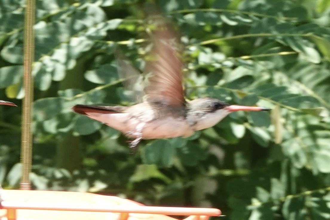 Violet-crowned Hummingbird - ML473923831