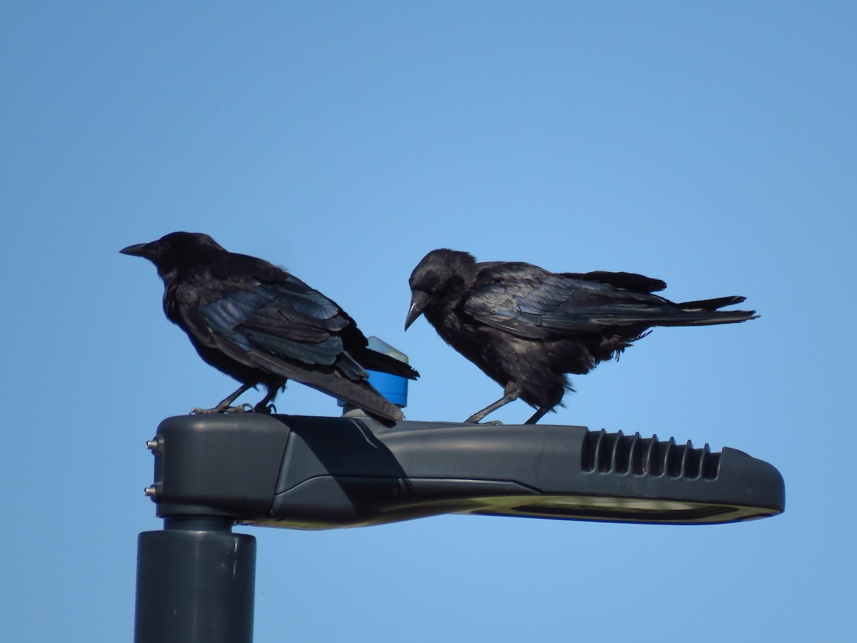 American Crow - ML473924321