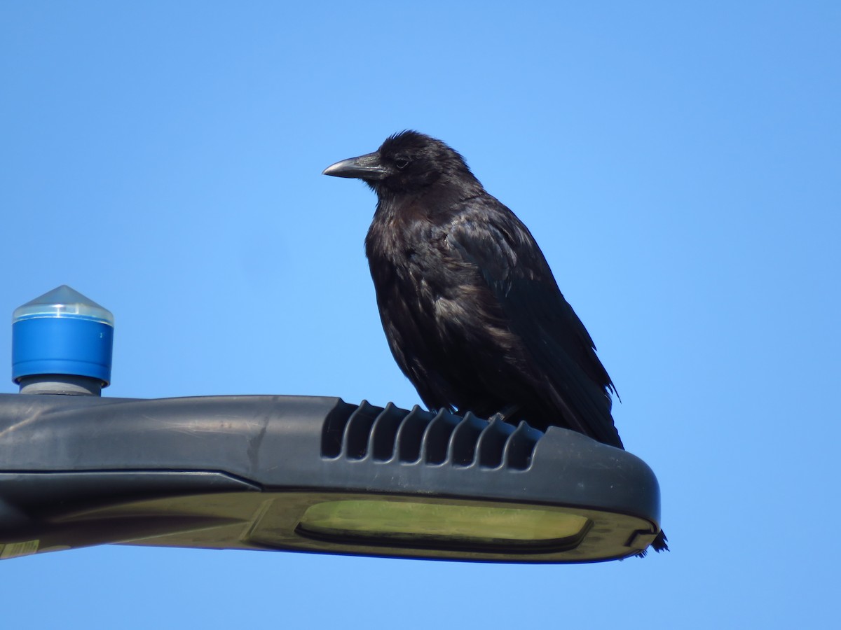 American Crow - ML473924351