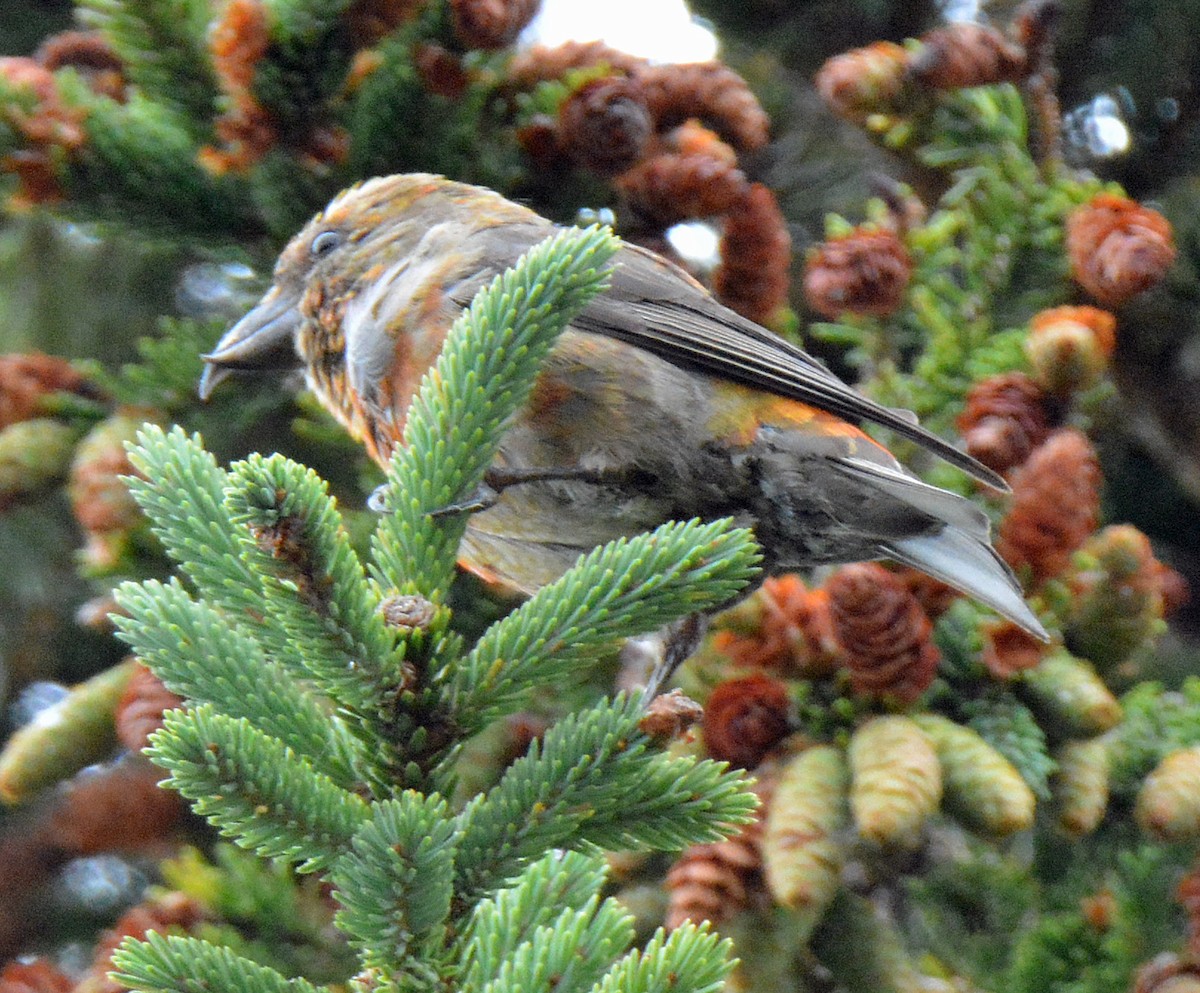 Red Crossbill - ML473925311