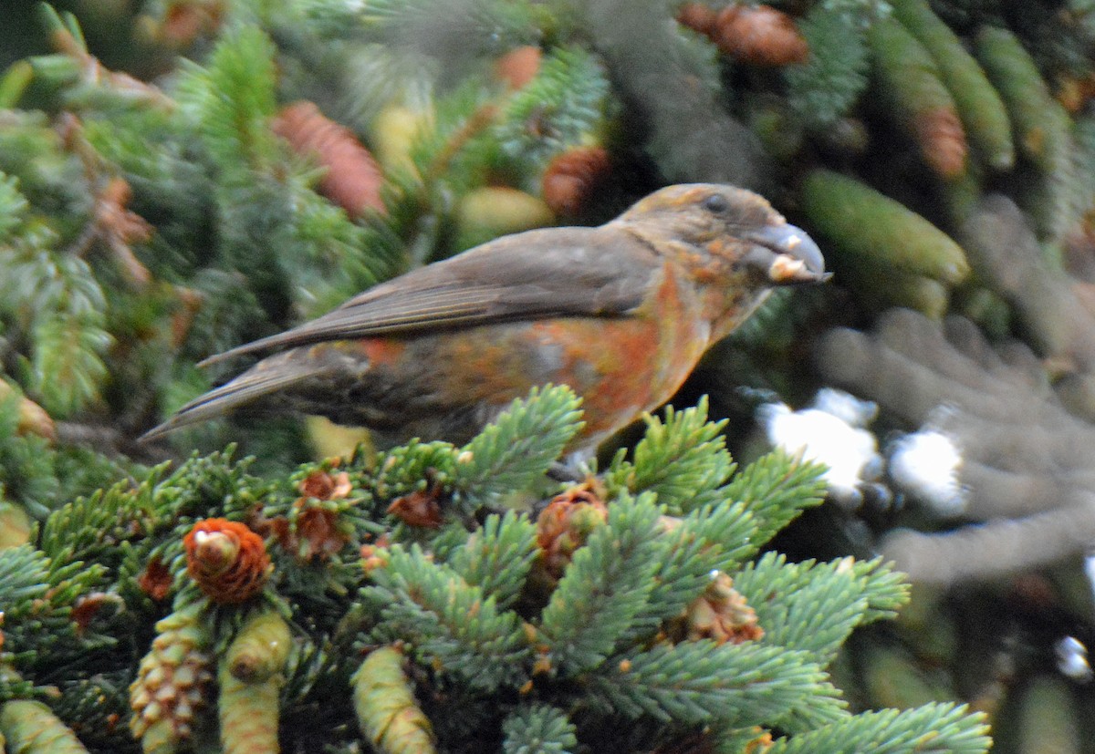 Red Crossbill - ML473925341