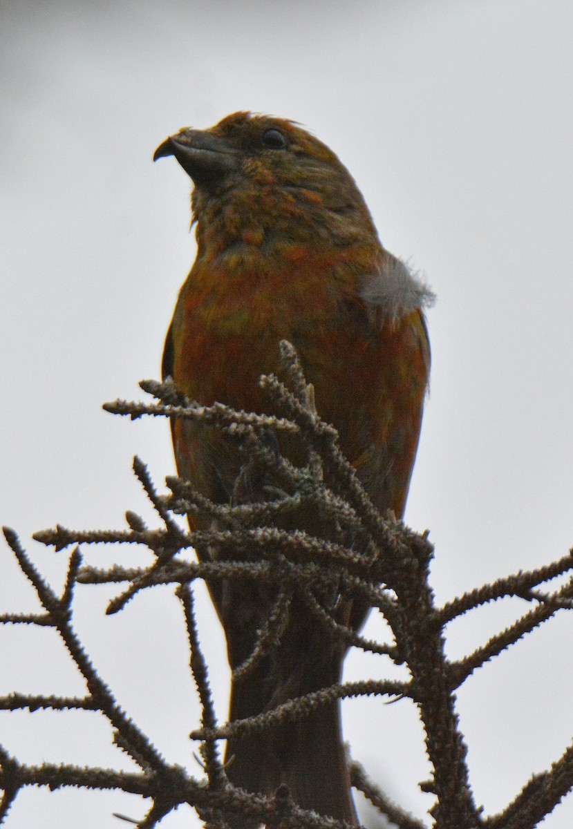 Red Crossbill - ML473925401