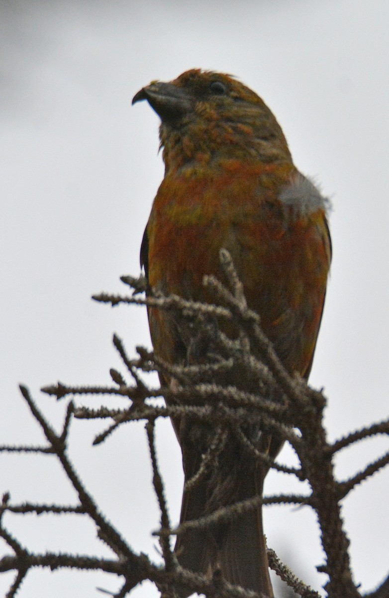 Red Crossbill - ML473925451