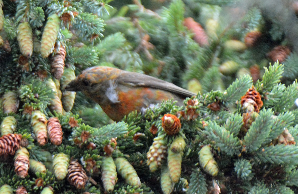 Red Crossbill - ML473925491