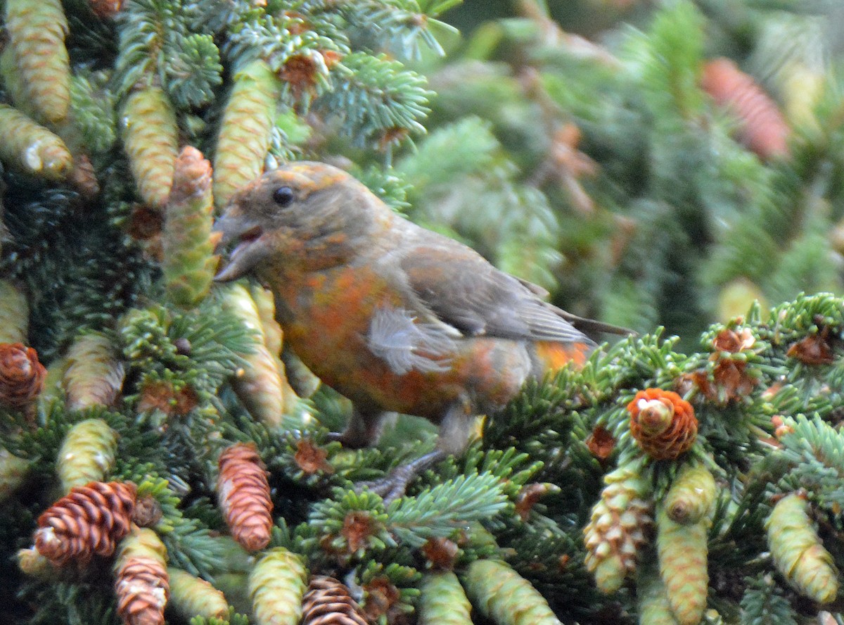 Red Crossbill - ML473925531