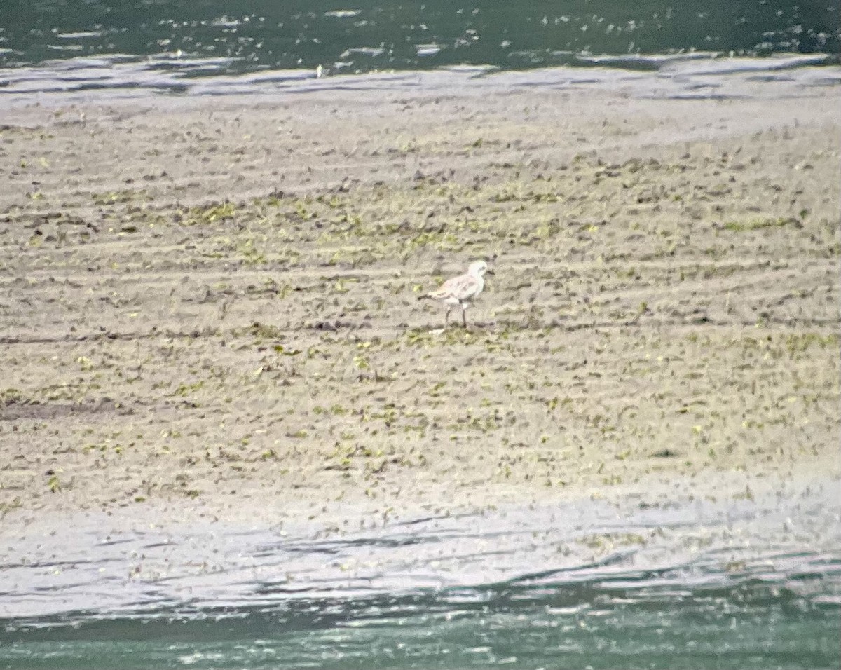 Black-bellied Plover - ML473925661