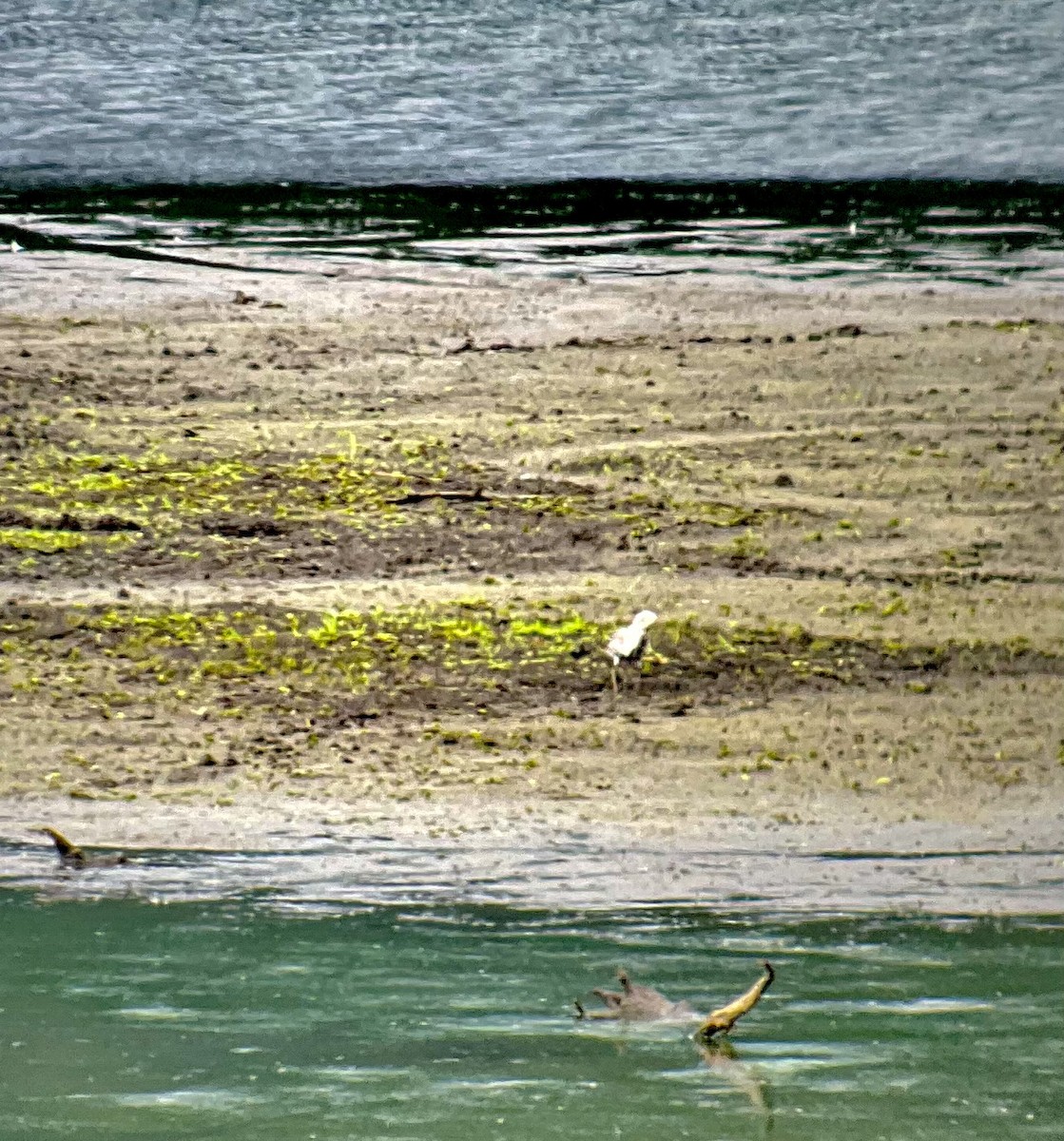 Black-bellied Plover - ML473925731