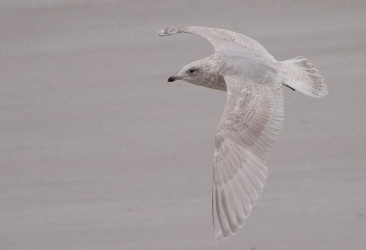 Iceland Gull (kumlieni/glaucoides) - Brandon Holden