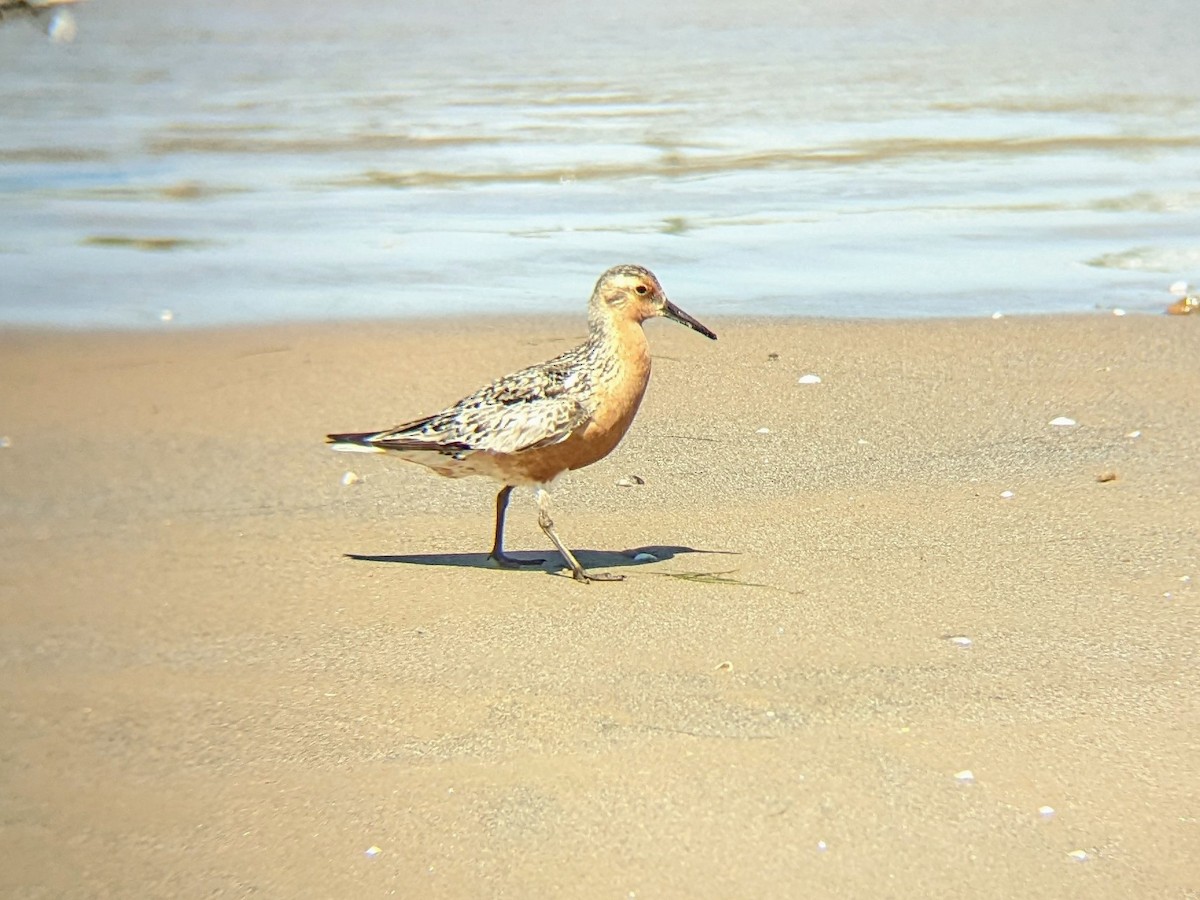 Red Knot - ML473927151