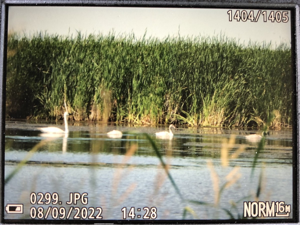Cygne trompette - ML473928081