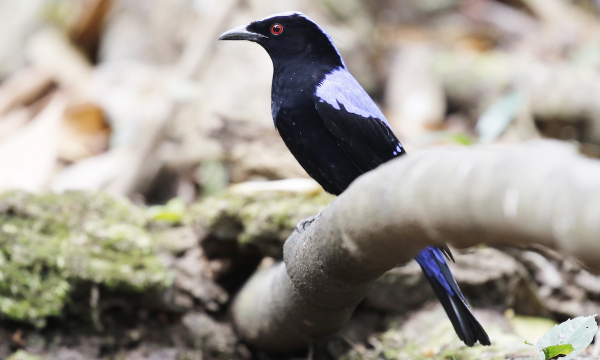 Asian Fairy-bluebird - ML47392831