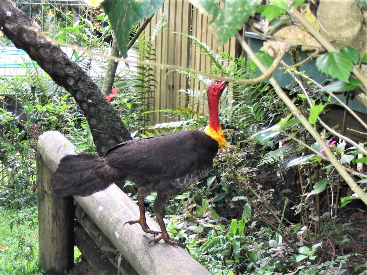 Australian Brushturkey - Susan Disher