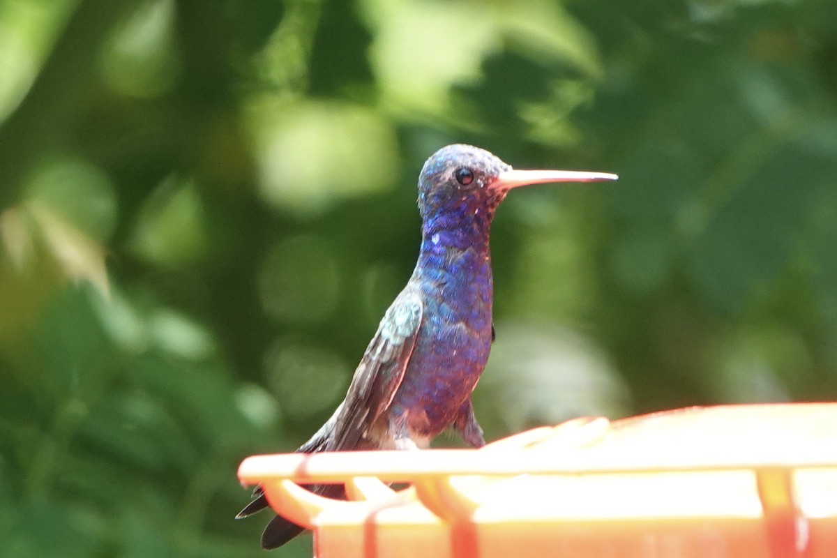 Turquoise-crowned Hummingbird - ML473930881