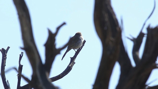 Bewick's Wren - ML473931