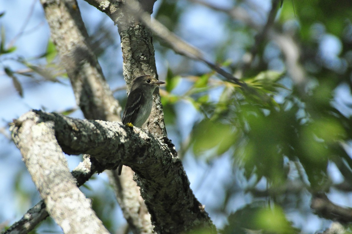 Alder Flycatcher - Oliver Patrick