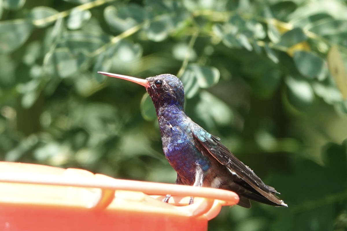 Turquoise-crowned Hummingbird - ML473931531