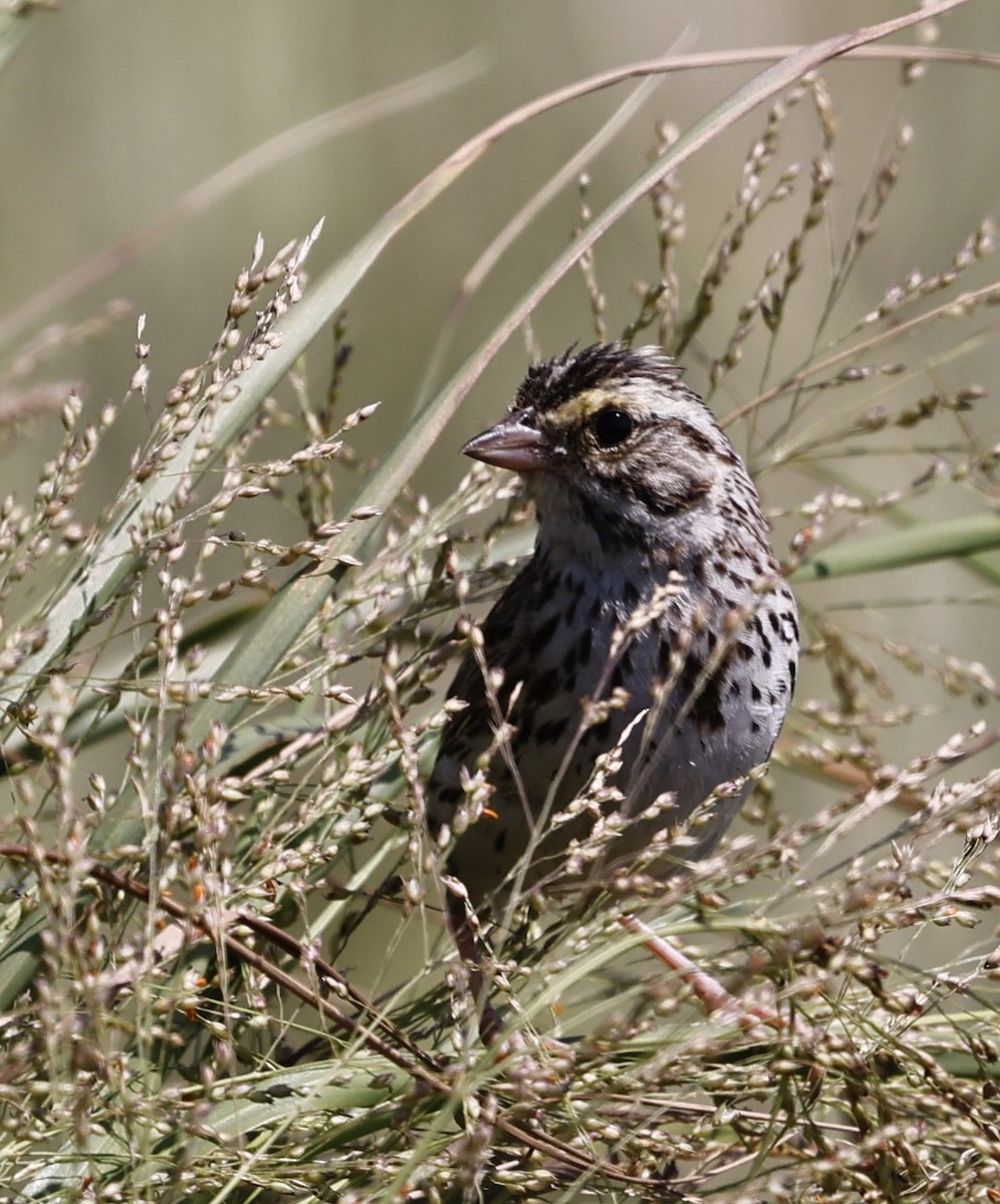 Savannah Sparrow - ML473931931