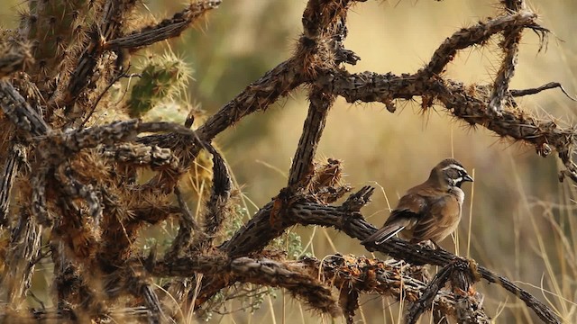 Black-throated Sparrow - ML473932