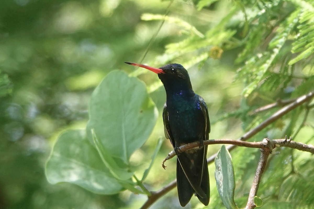 Turquoise-crowned Hummingbird - ML473932361