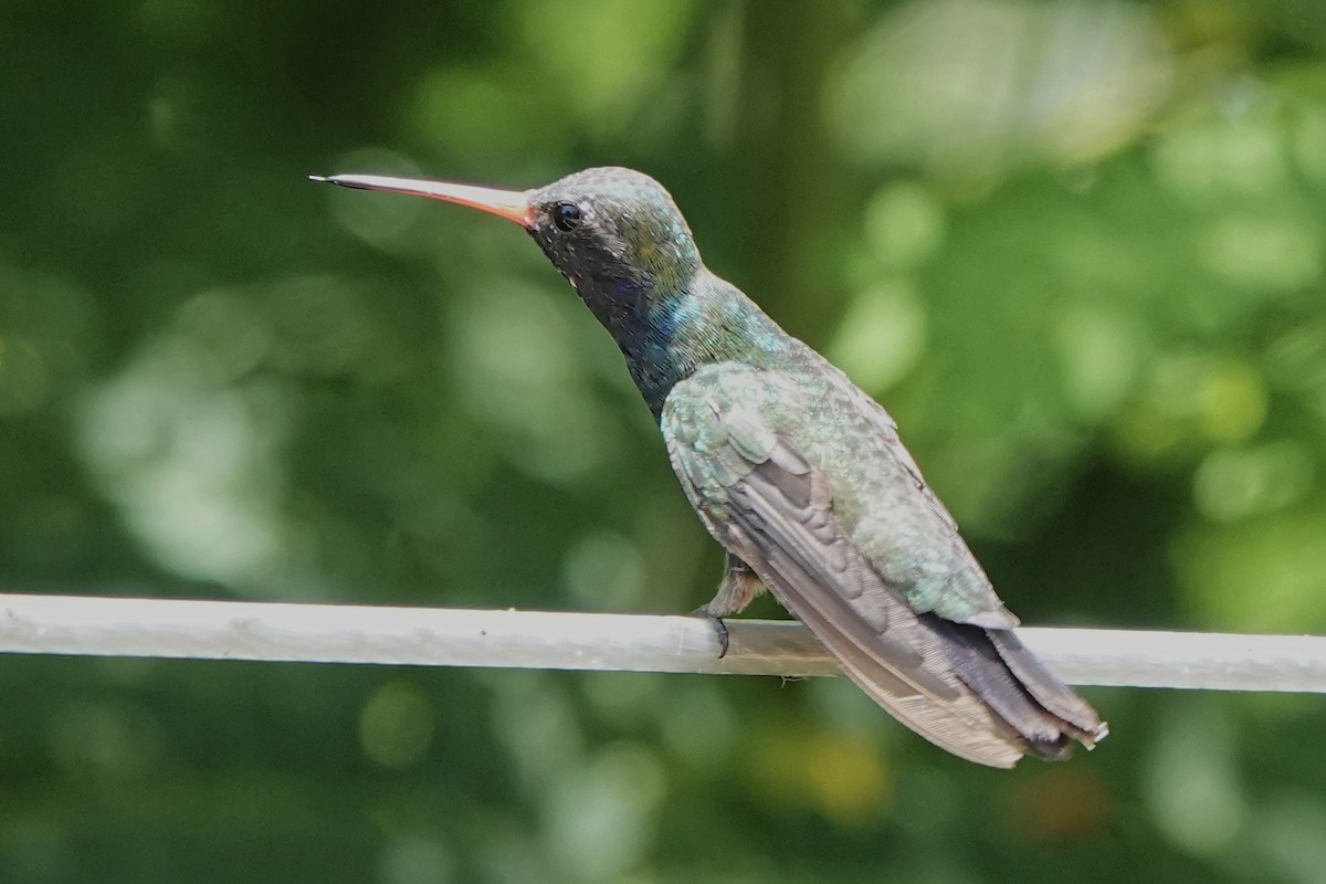 kolibřík aztécký - ML473933281