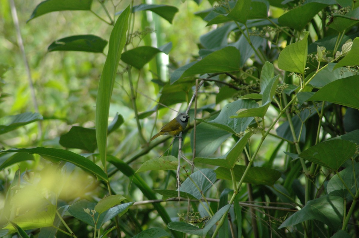 Gray-headed Oliveback - ML47393331