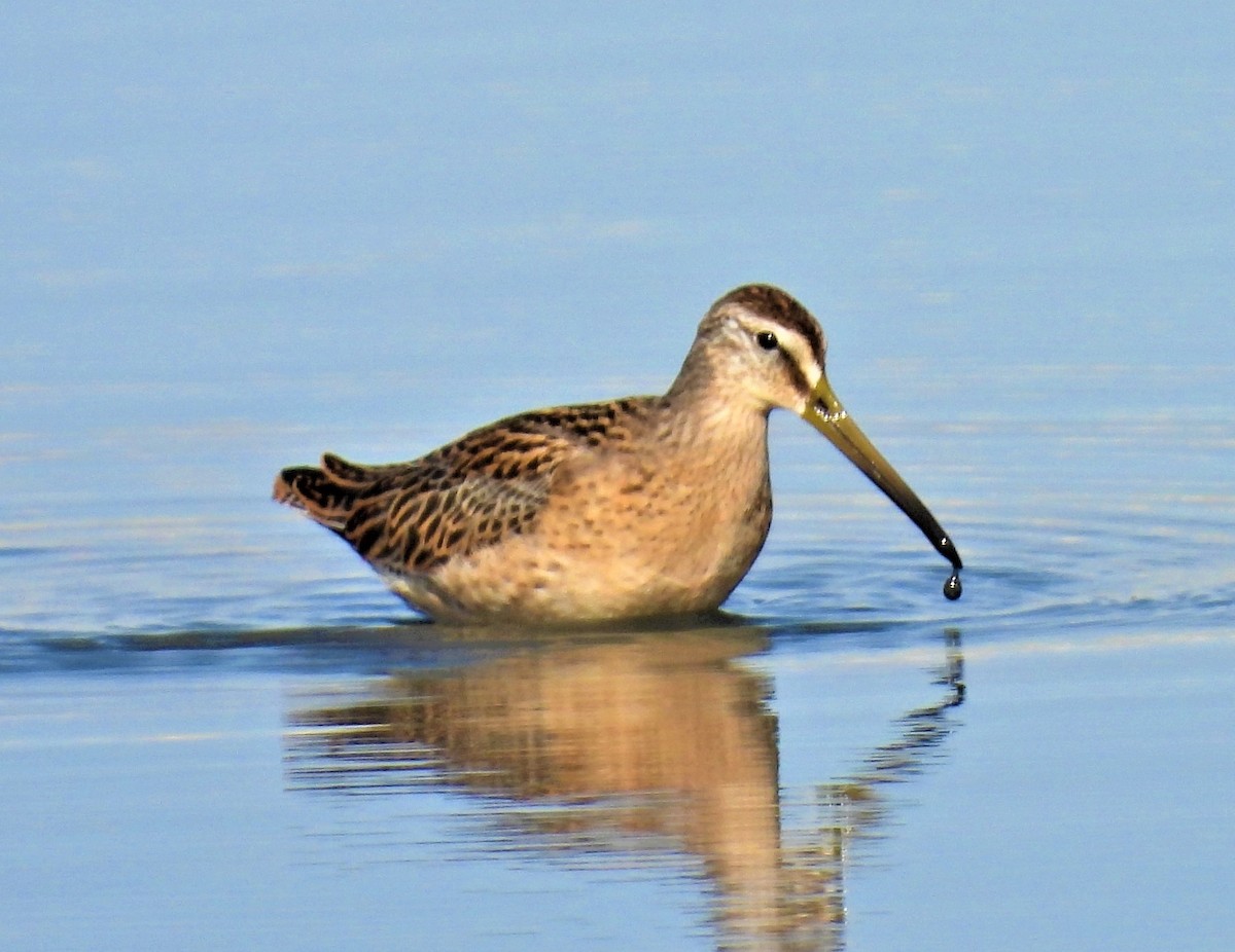 Short-billed Dowitcher - Jan Thom