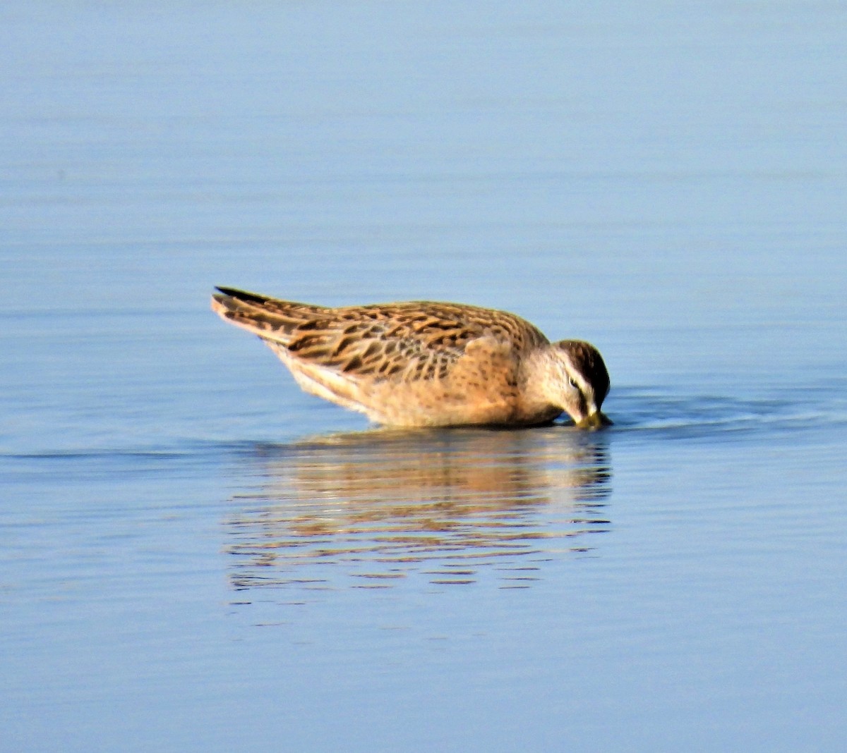 Short-billed Dowitcher - Jan Thom