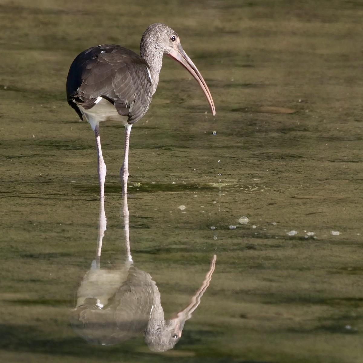 White Ibis - Jeff Osborne