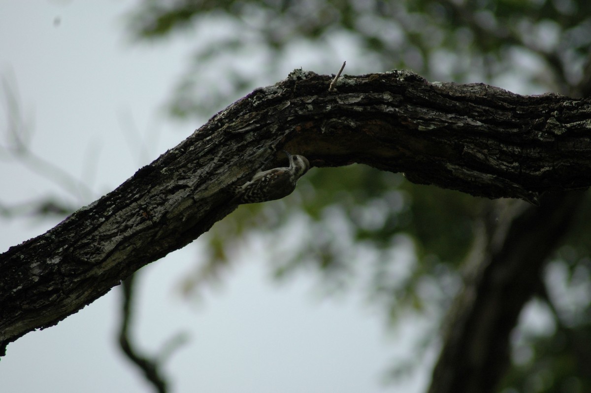 Brown-backed Woodpecker - ML47393401