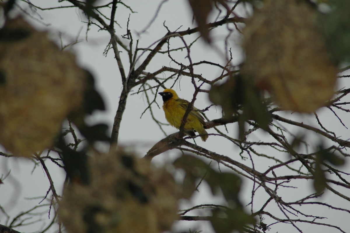 Heuglin's Masked-Weaver - ML47393491