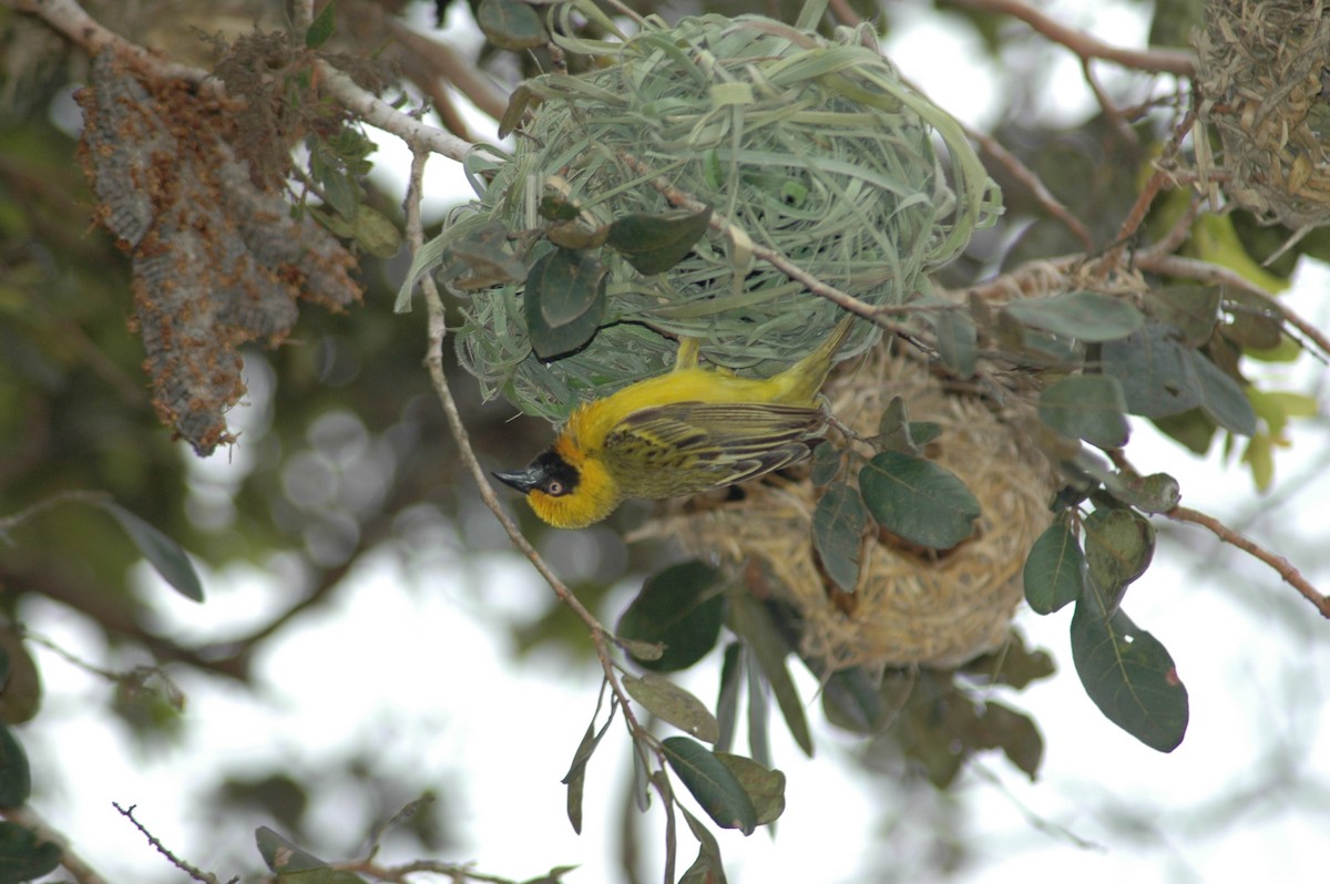 Heuglin's Masked-Weaver - ML47393501