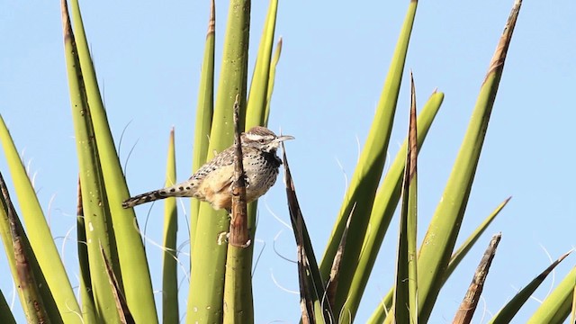 Cactus Wren - ML473936