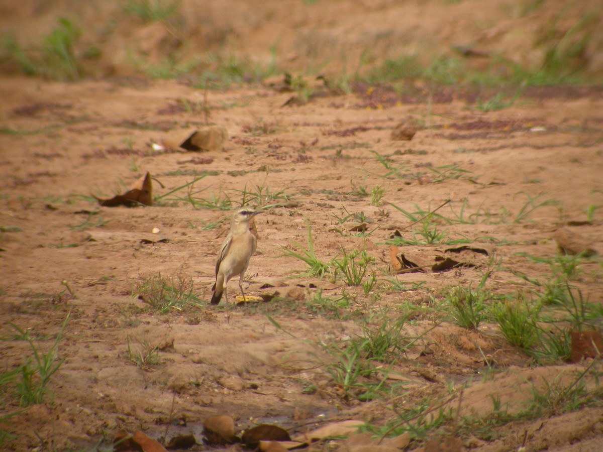 Isabelline Wheatear - Nigel Voaden