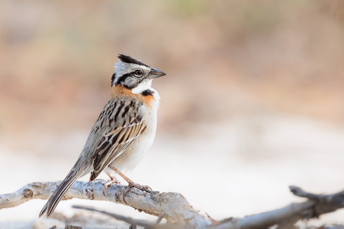 Rufous-collared Sparrow - Tim Emmerzaal