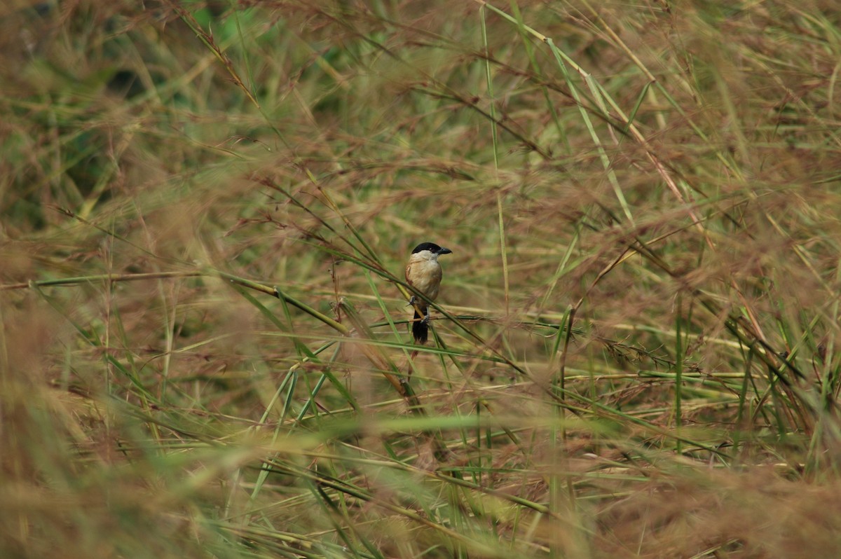 Marsh Tchagra - ML47393661