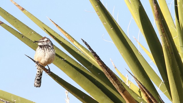 Cactus Wren - ML473937