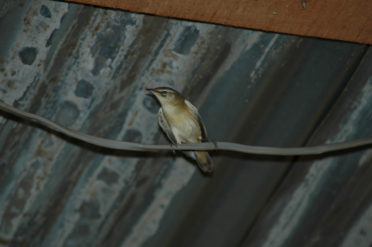 Sedge Warbler - ML47393711