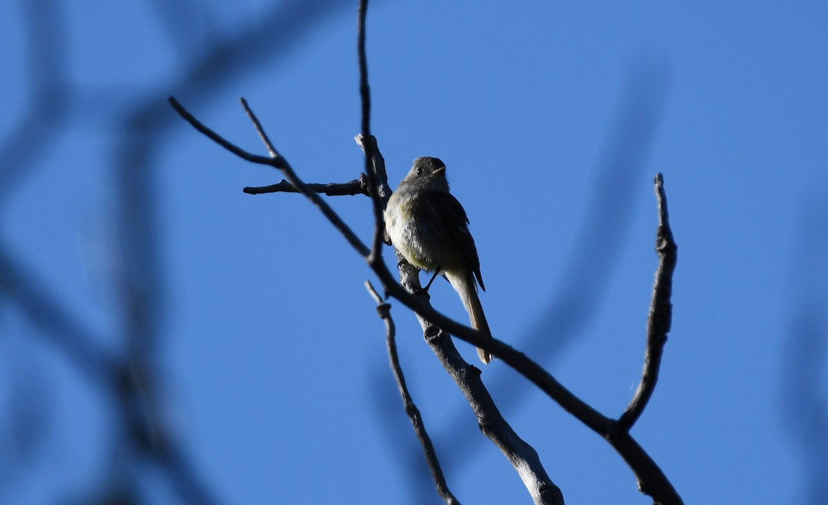 Dusky Flycatcher - Colin Maguire