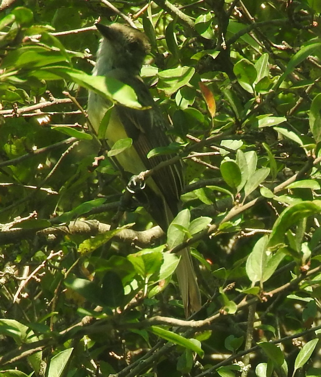 Great Crested Flycatcher - ML473937281